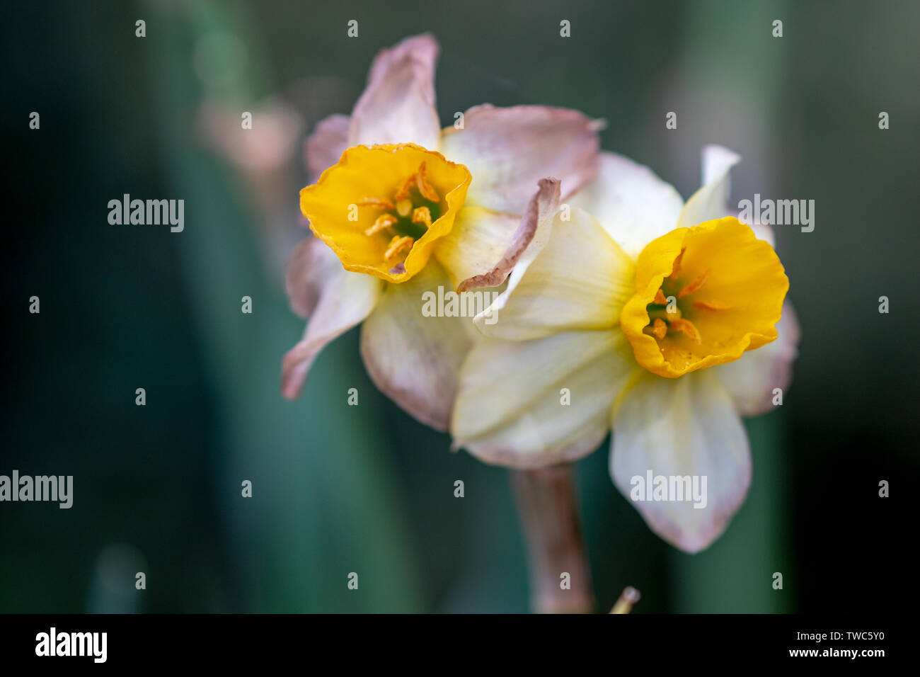 Narcissus, also known as Daffodil or Daffadowndilly, Narcissus and