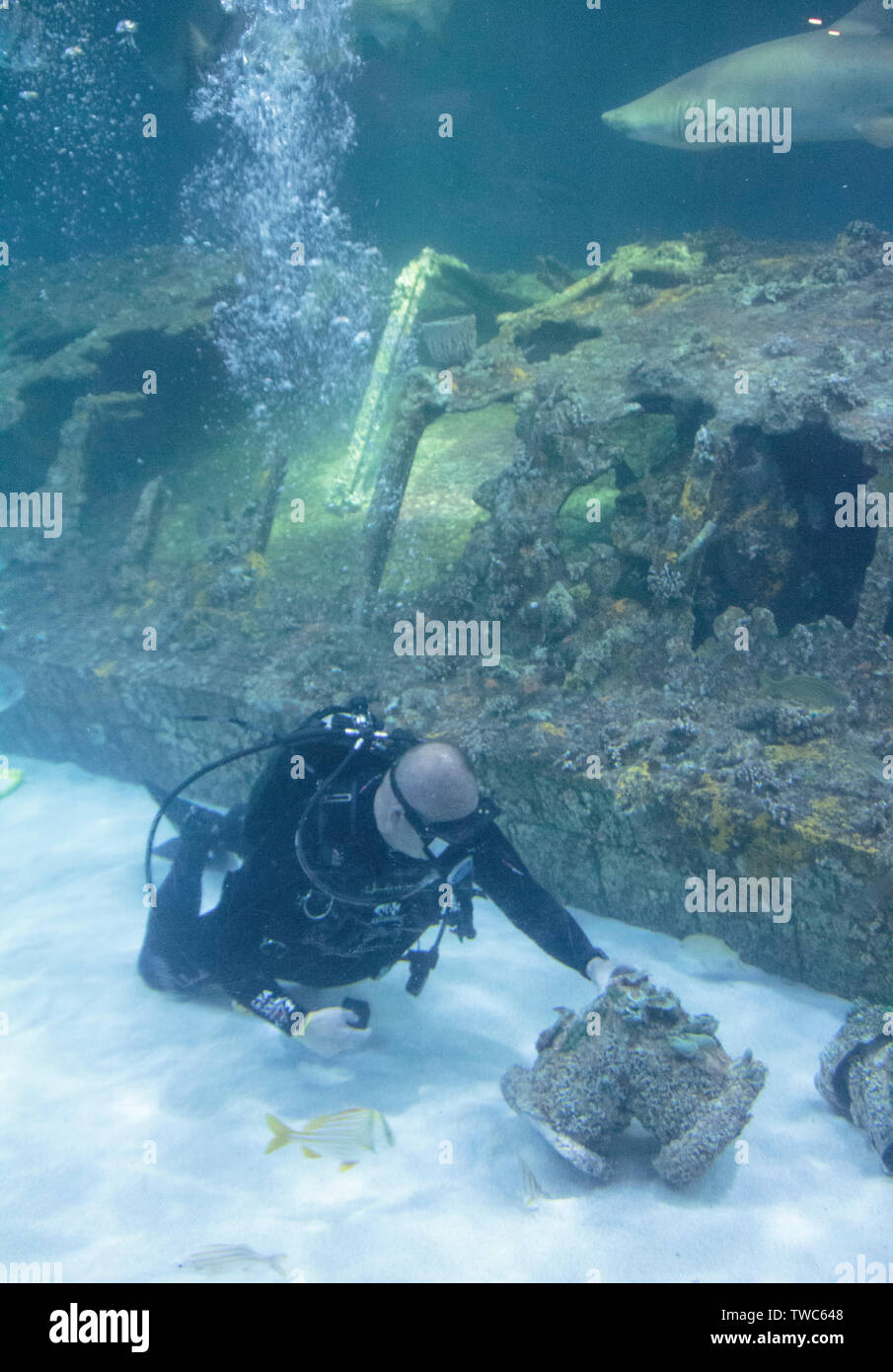 Scuba Diver Cleaning Aquarium at North Carolina Aquarium Roanoke Island