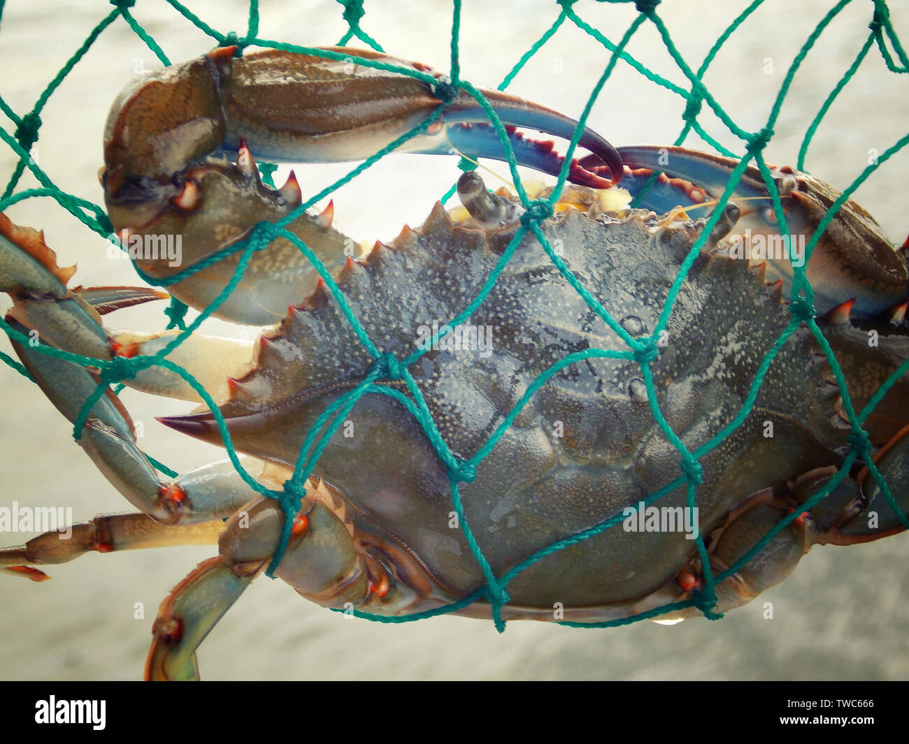 Blue Crab caught in net at Nags Head North Carolina Outerbanks Stock Photo