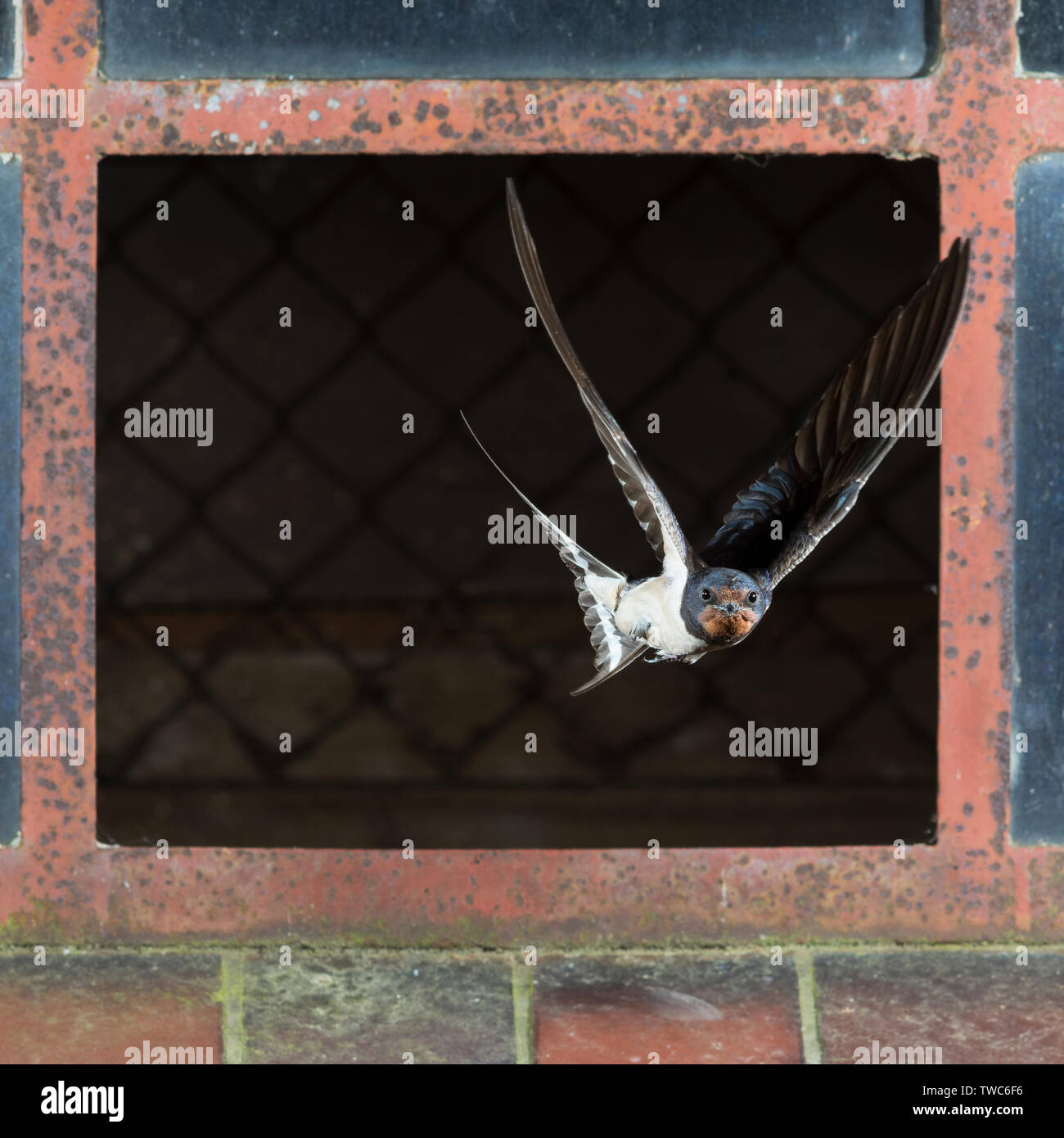 Rauchschwalbe, Rauch-Schwalbe, Schwalbe, Schwalben, fliegend, Flug, Flugbild, Stallfenster, Fenster, fliegt durch Fenster, Hirundo rustica, Swallow, b Stock Photo