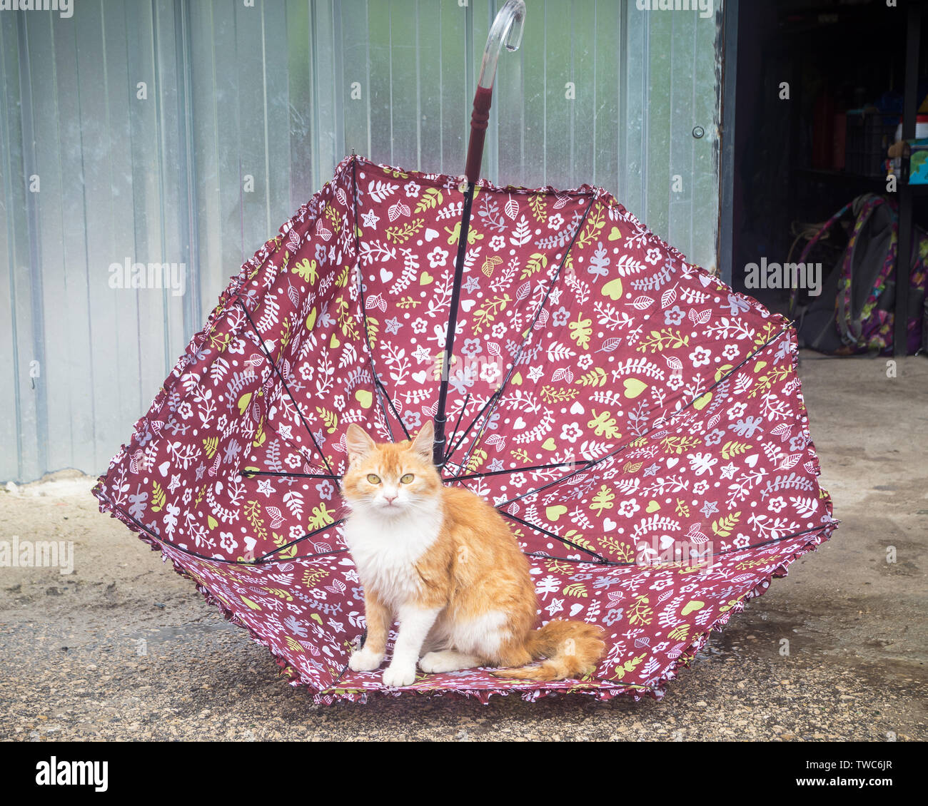 Orange tabby cat hi-res stock photography and images - Alamy