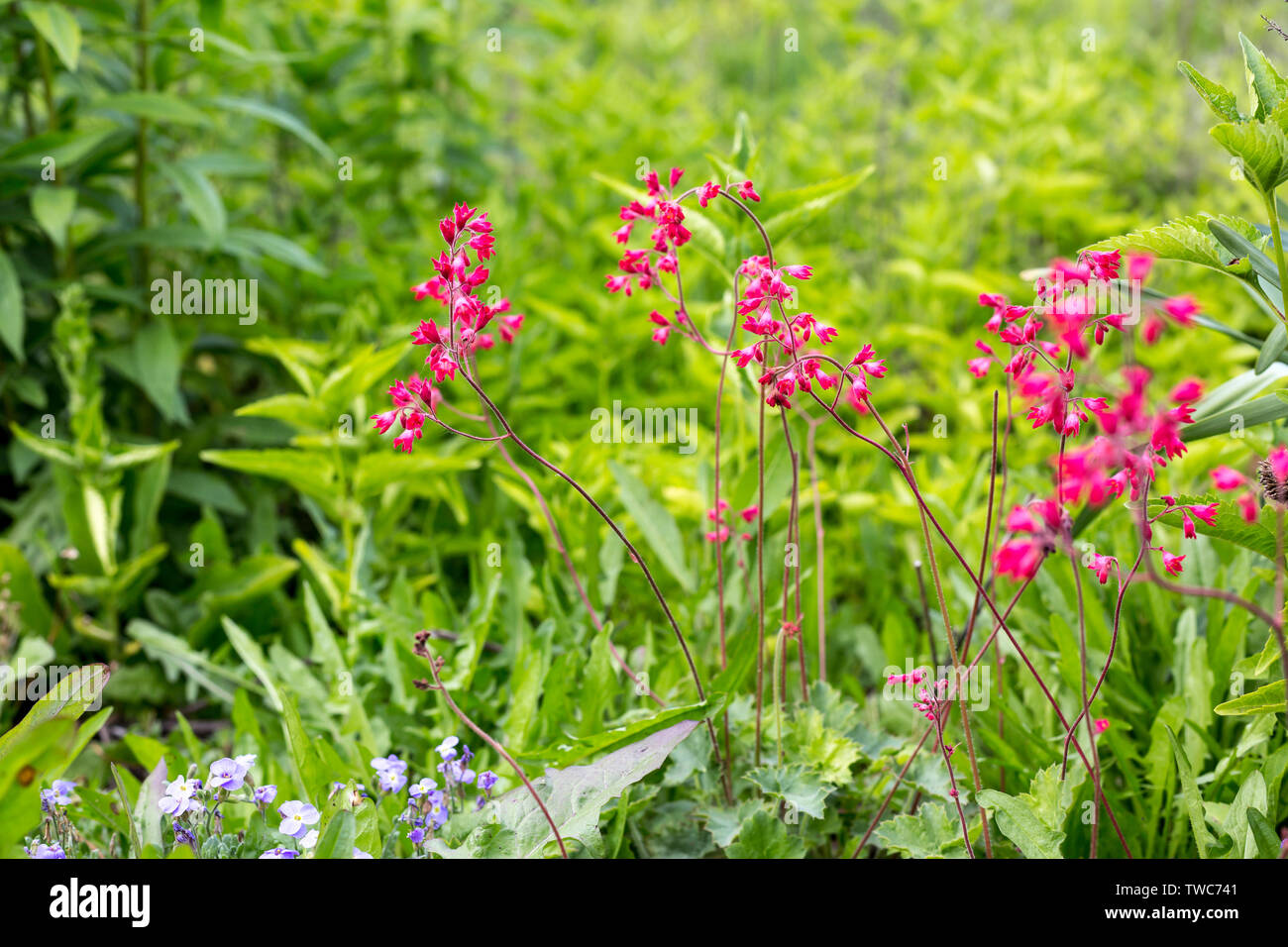 Pink Heuchera flowers in a garden, Germany Stock Photo