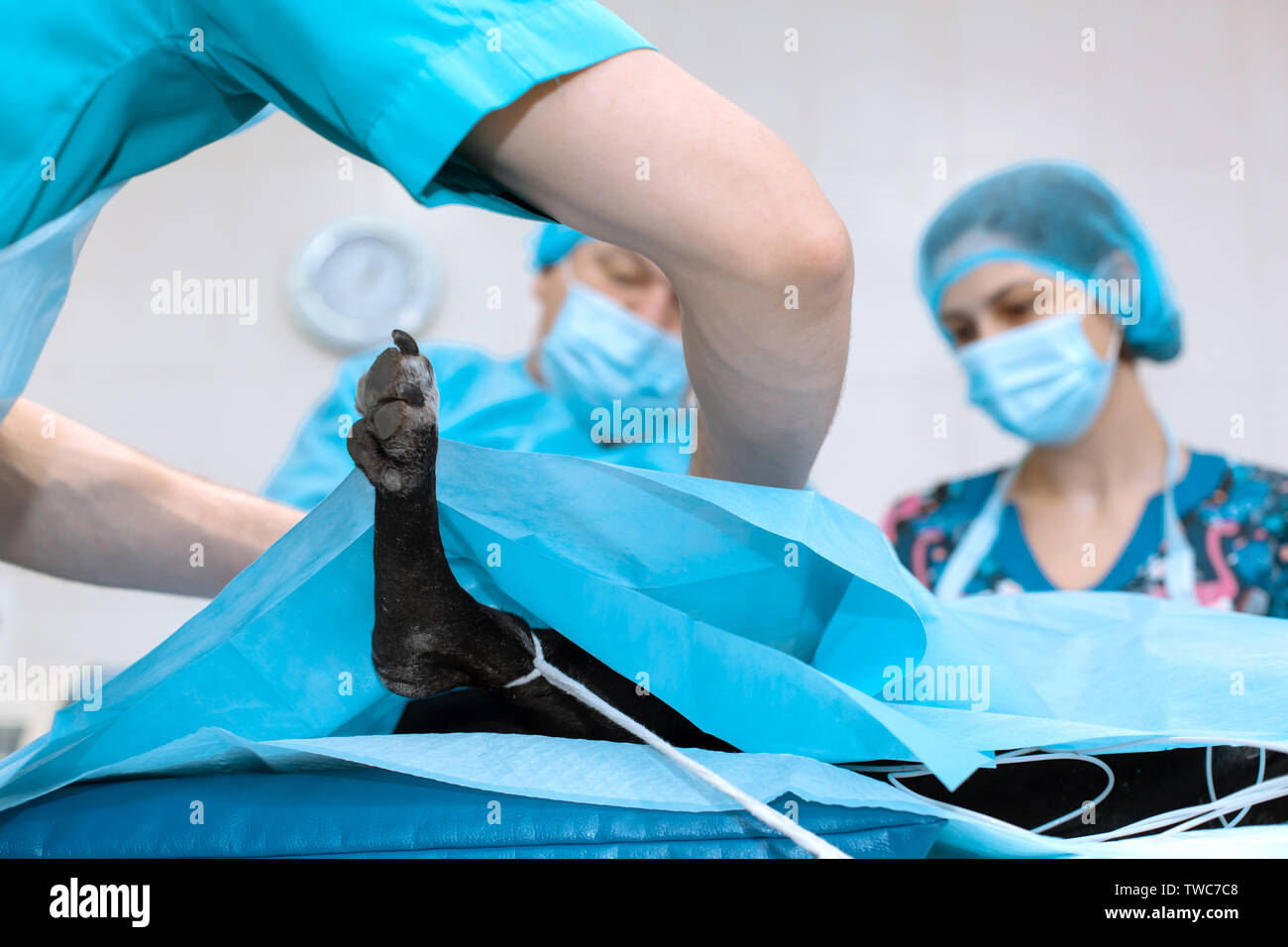Dog sterilization surgery. Surgeons at work. clinic Stock Photo Alamy