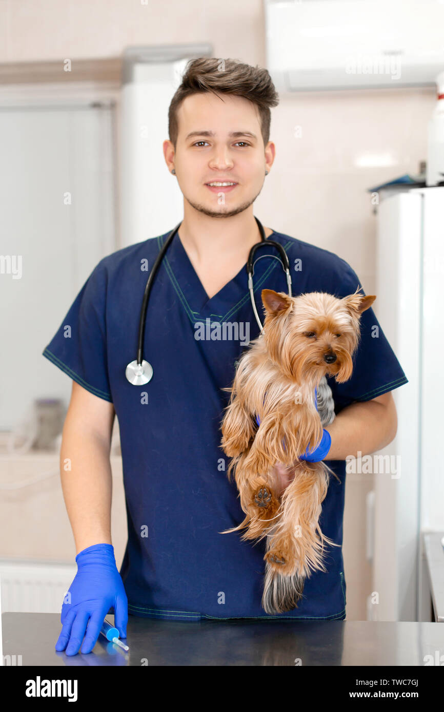 young vet at the clinic with a dog yorkshire terrier breed. Animal