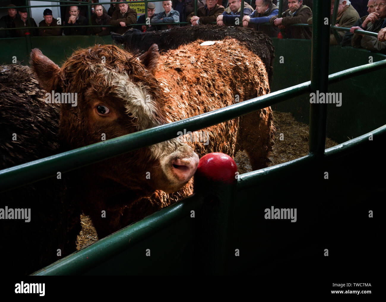 Cornish cattle and livestock market, Kivells Hallworthy Stockyard. Stock Photo