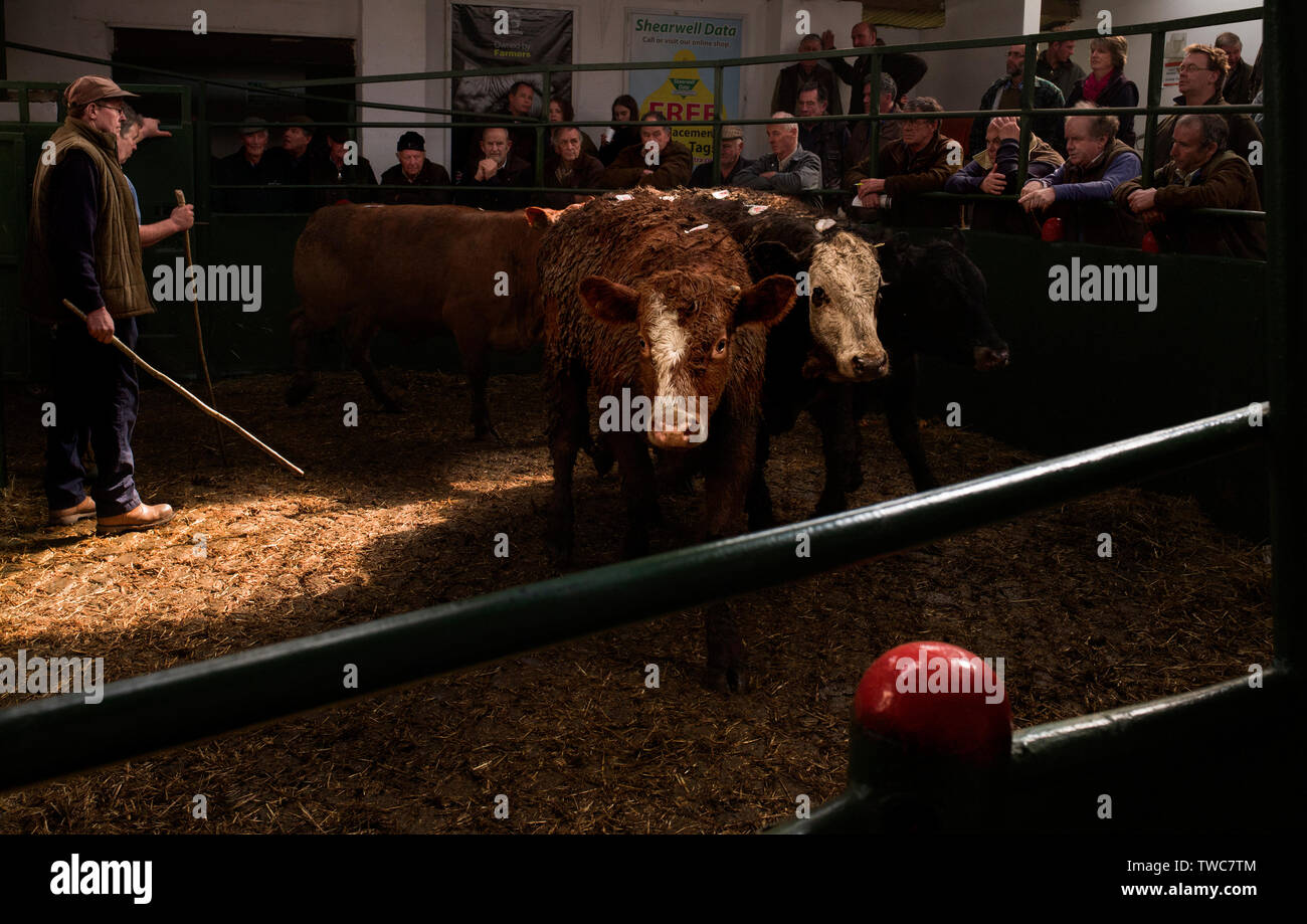 Cornish cattle and livestock market, Kivells Hallworthy Stockyard. Stock Photo