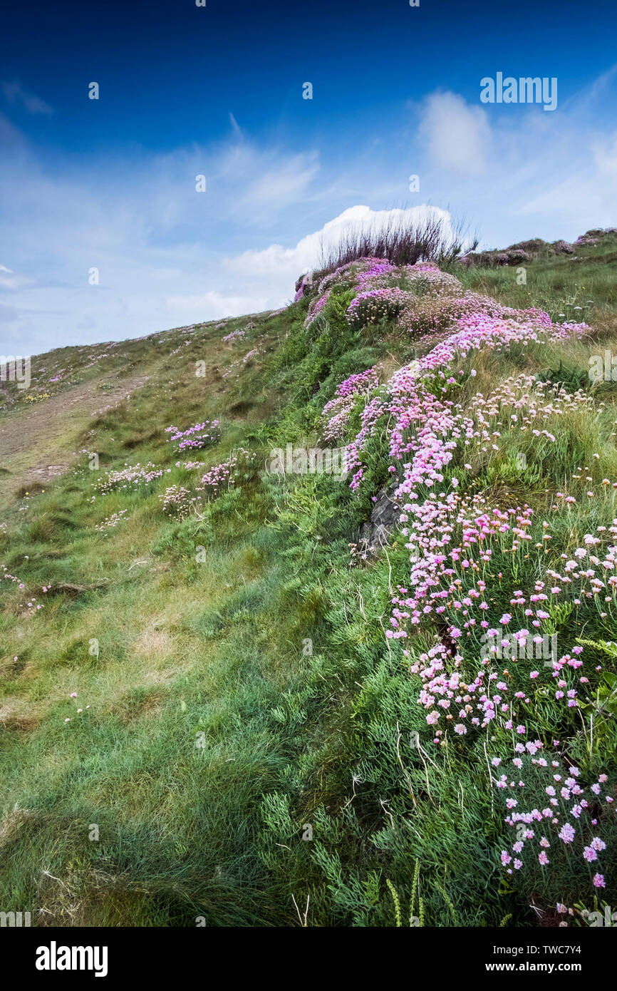 Sea thrift Armeria maritima growing on an old Cornish hedge on the coast of Pentire Point West in Newquay in Cornwall. Stock Photo