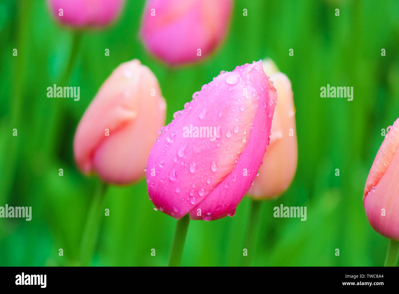 Macro flower picture of young pink tulip with blurred green background. Raindrops, morning dew drops on colorful petals. Holland tulips. Netherlands, Dutch. Beautiful flowers. Stock Photo