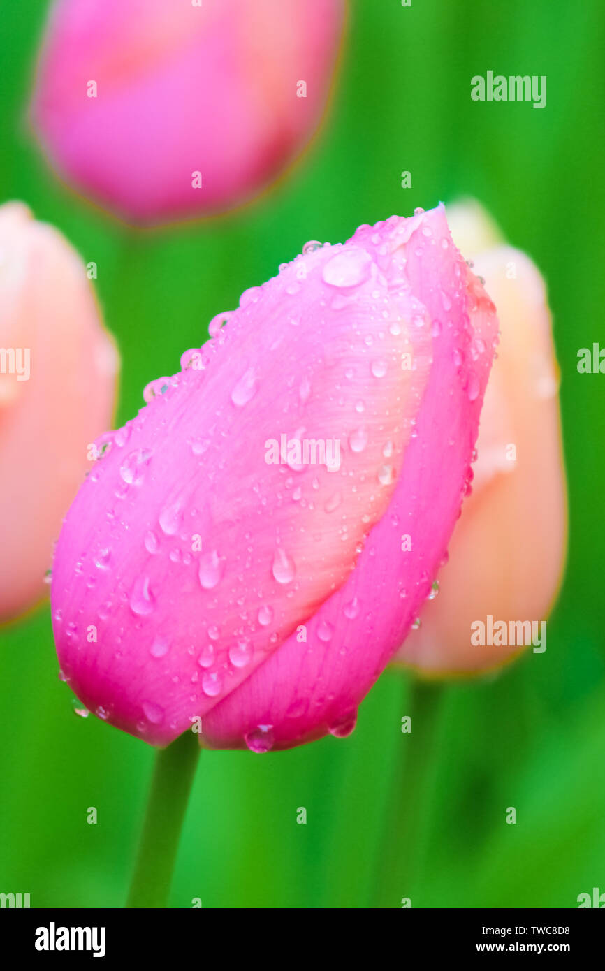 Vertical photo of fresh pink tulip flower with blurred green background. Water drops, dew drops, raindrops on colorful petals. Macro flowers. Amazing nature. Tulips Holland, Netherlands. Stock Photo