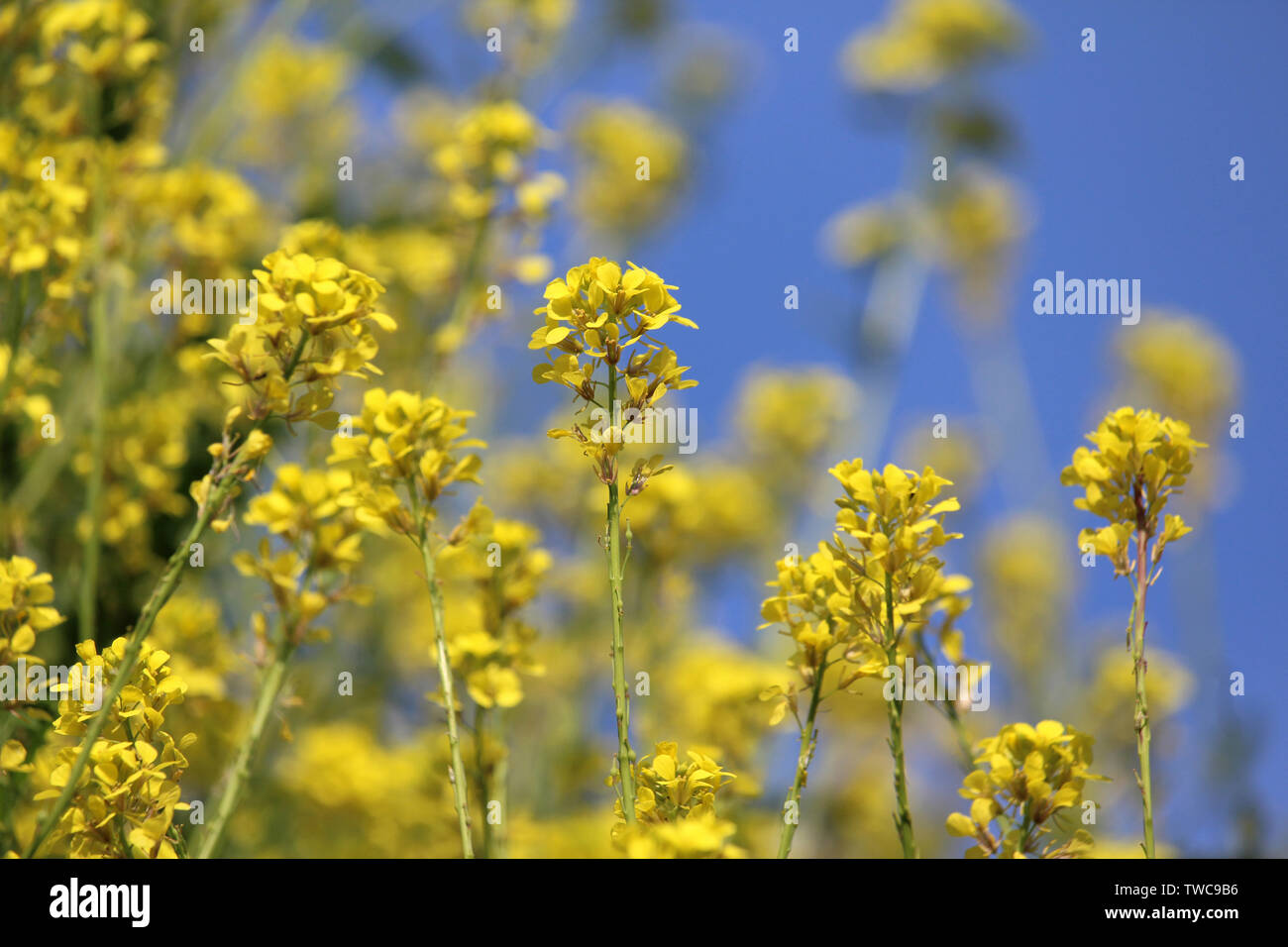 The bright yellow flowers of Field mustard also known as Brassica rapa subsp. oleifera against a background of blue sky. Stock Photo