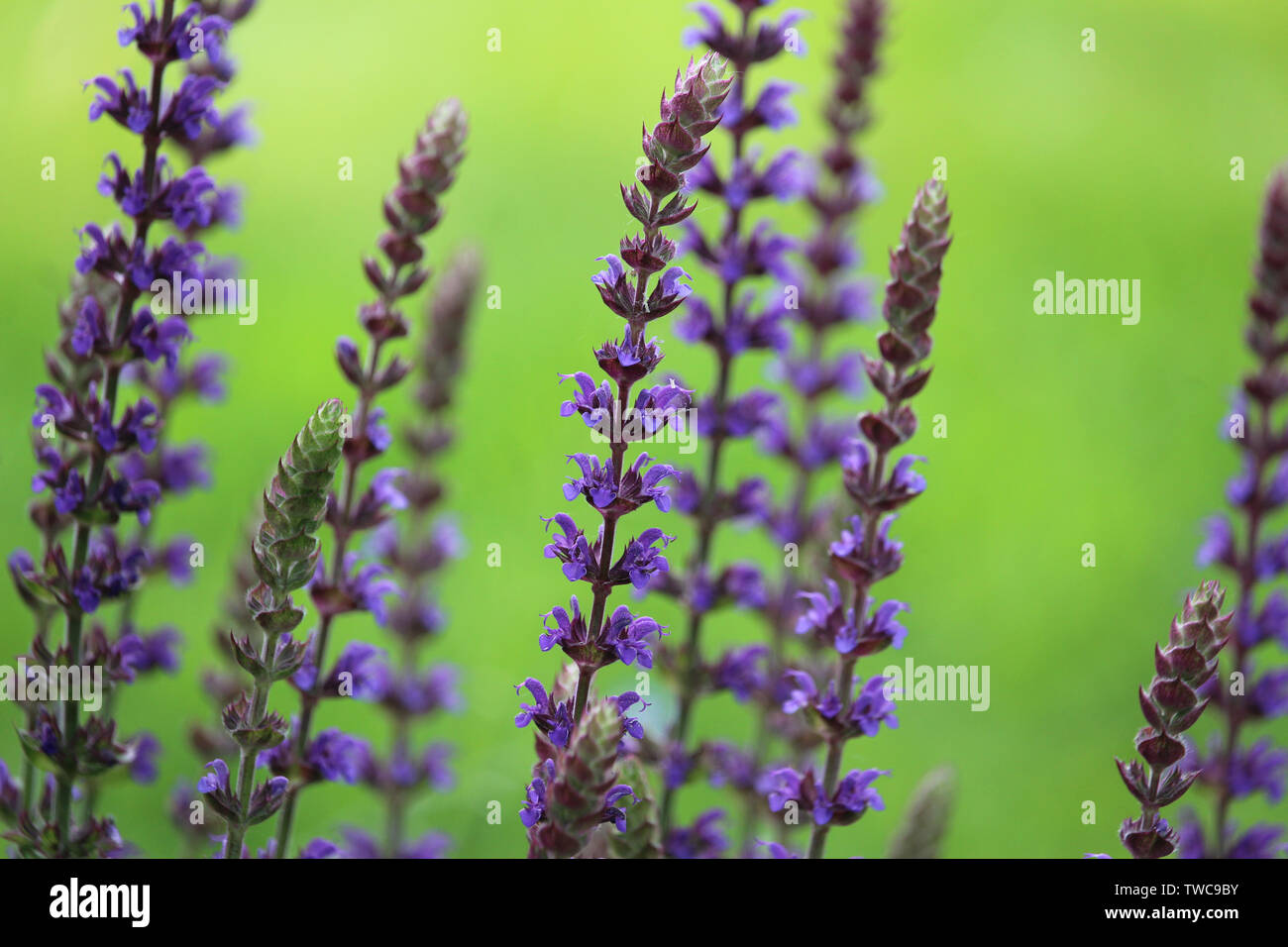 The beautiful purple flower spikes of Salvia nemorosa 'Ostfriesland', against a bright green background. Also known as Balkan Clary or Woodland Sage. Stock Photo