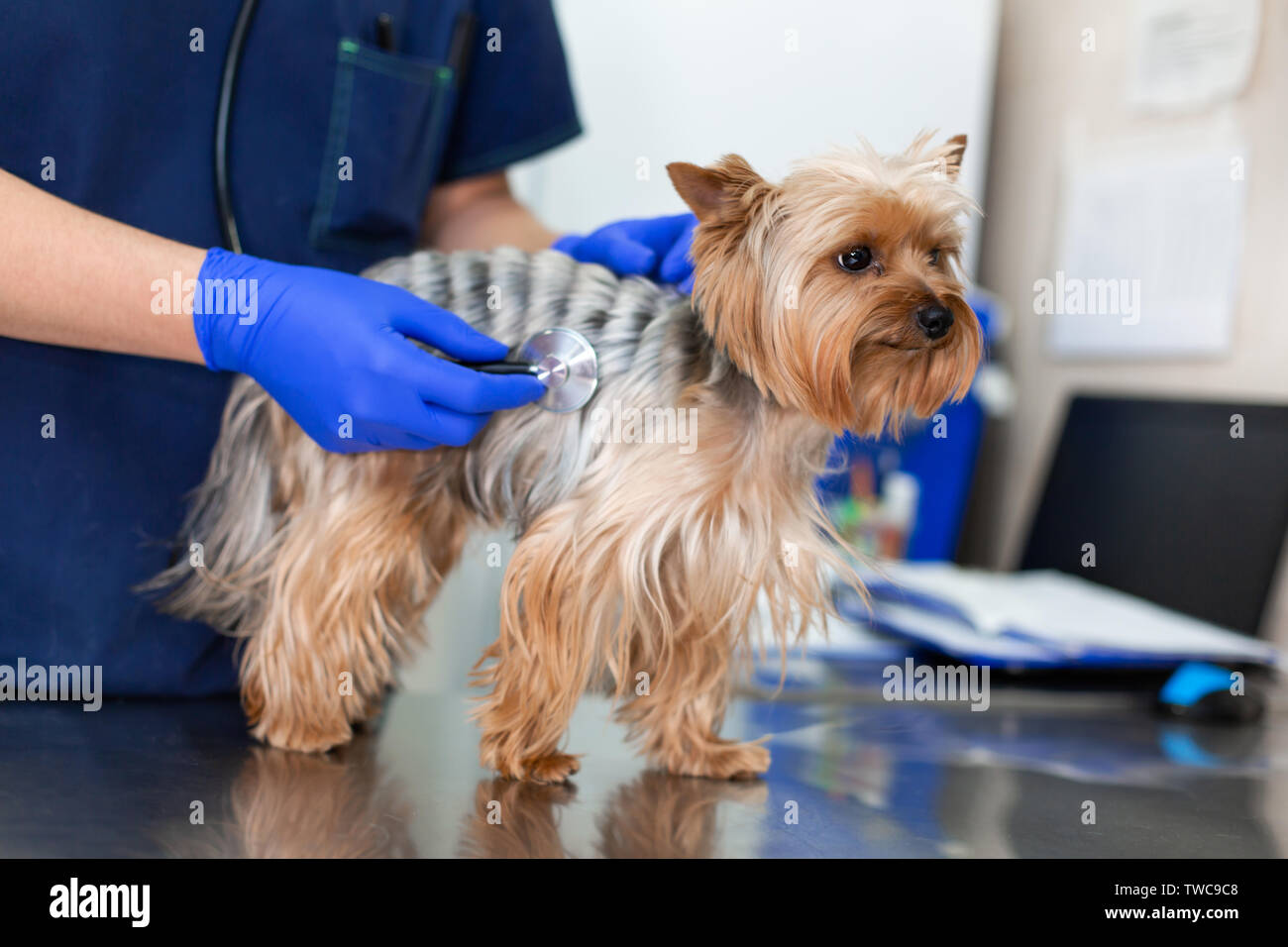 Professional vet doctor examines a small dog breed Yorkshire Terrier using a stethoscope. A young male veterinarian of Caucasian appearance works in a Stock Photo