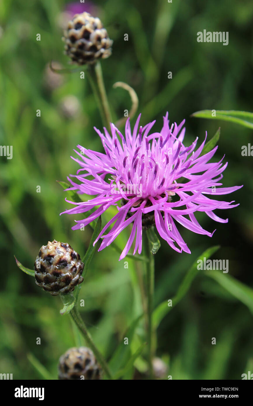 The beautiful pink flower and buds of Centaurea jacea, also known as Brown knapweed. A native open woodland plant of Europe, close up in a natural out Stock Photo