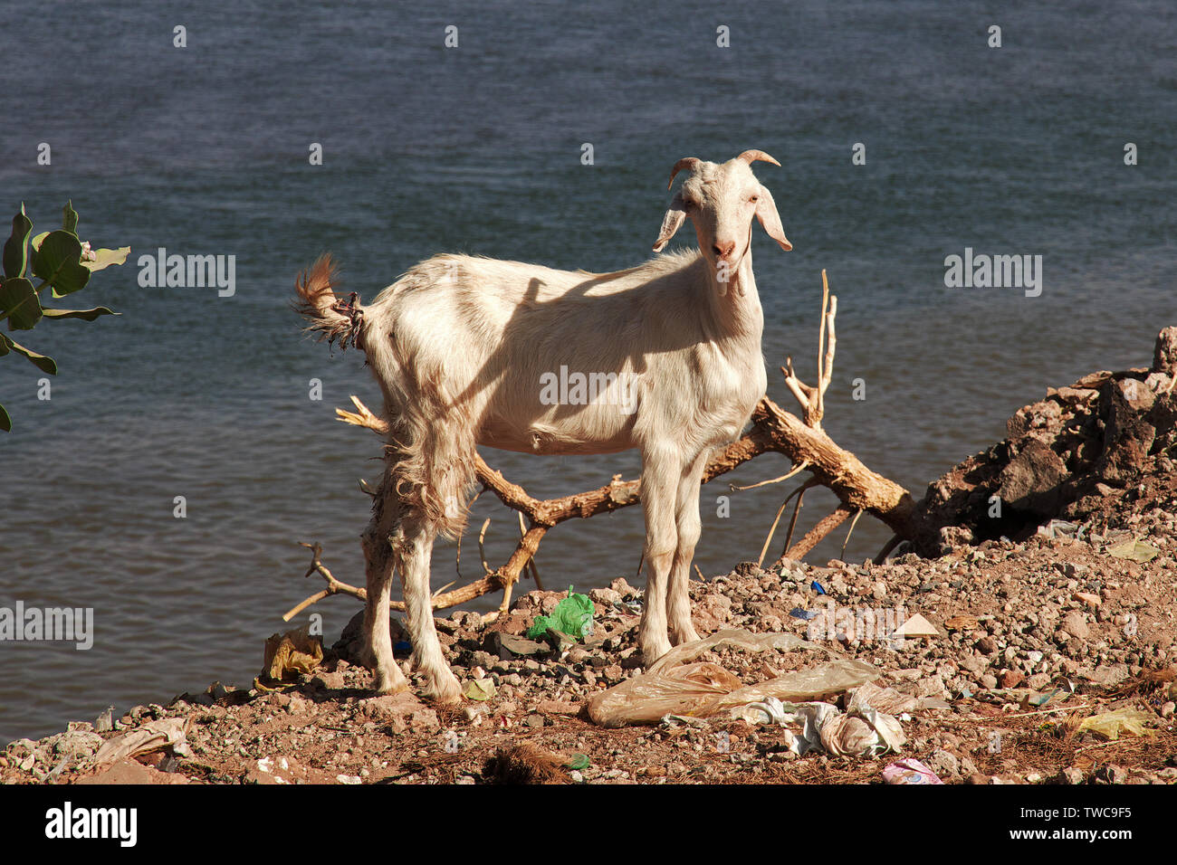 Goat by the Nile river, Khartoum, Sudan Stock Photo
