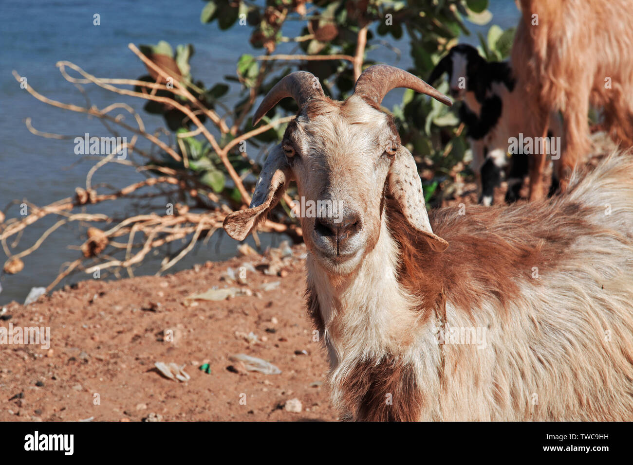 Goat by the Nile river, Khartoum, Sudan Stock Photo