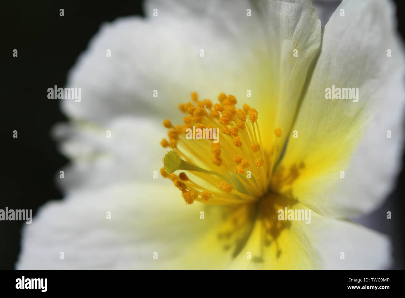 Extreme close up image of the lovely white flower of Helianthemum apenninum also known as rock rose or sun rose. Stock Photo