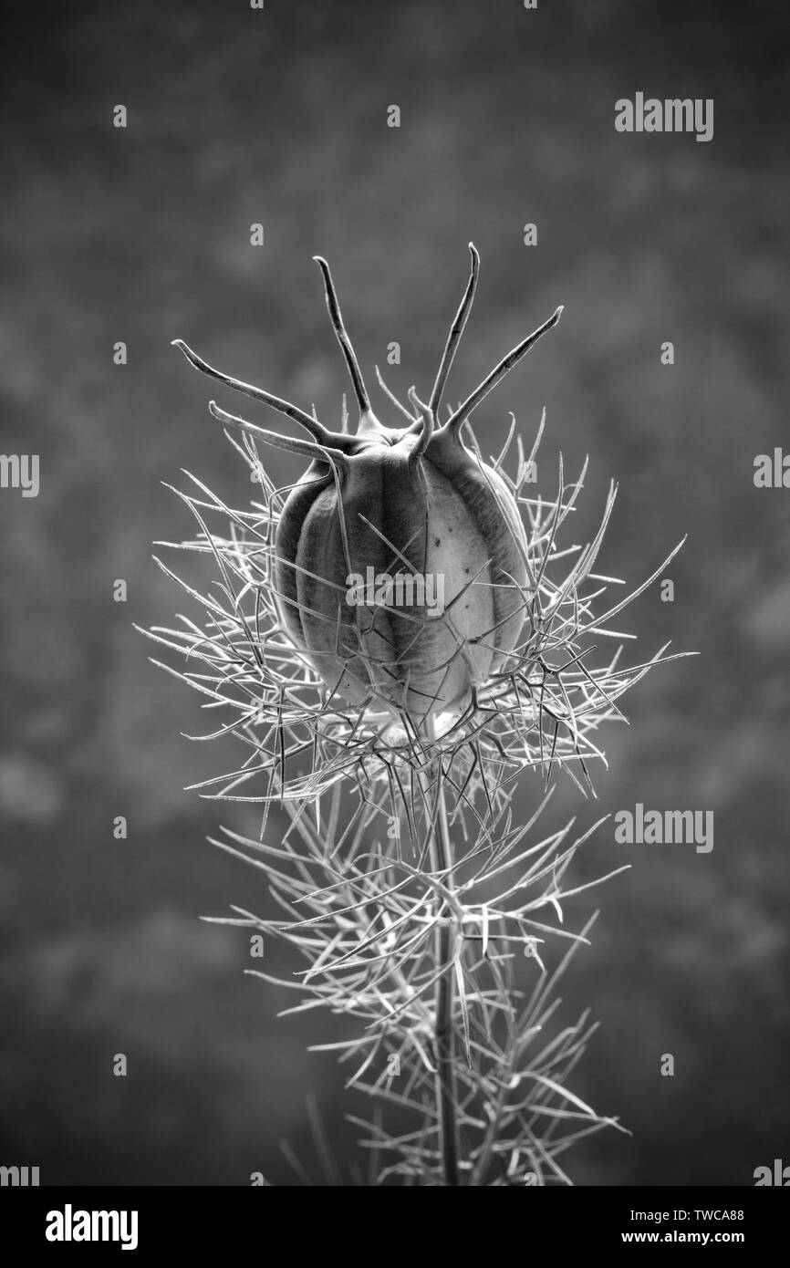 The ripening seed capsule of Nigella Damascena, known as love-in-a-mist, photographed against a light stone background and converted to black and whit Stock Photo