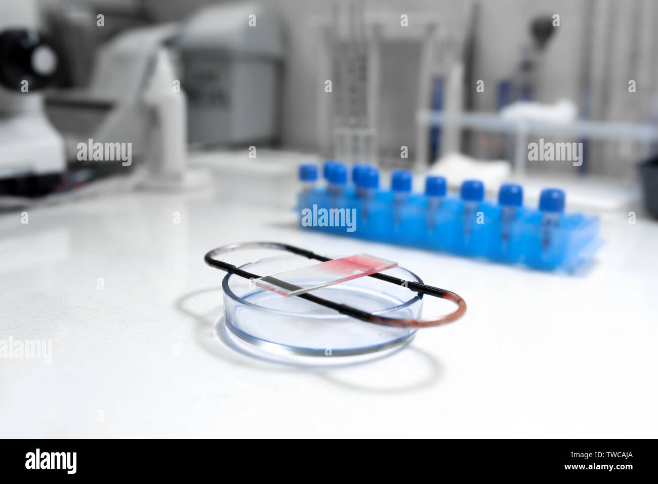 scientist prepare blood sample for research on microscope. Placing