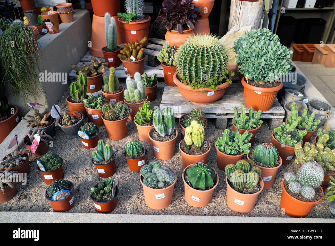 Cacti in pots on a table display for sale at a garden nursery near Matosinhos Porto Portugal Europe EU    KATHY DEWITT Stock Photo