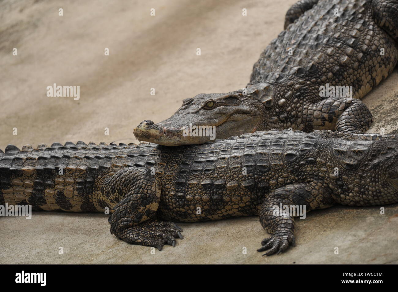 alligator Stock Photo