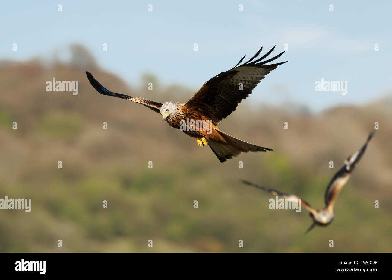 Close up of Red kites in flight, Chilterns, Oxfordshire, UK. Stock Photo