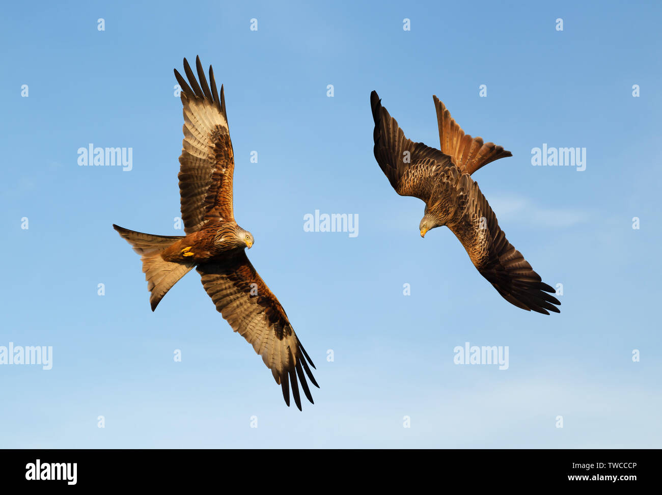 Close up of Red kites in flight against blue sky, Chilterns, Oxfordshire, UK. Stock Photo