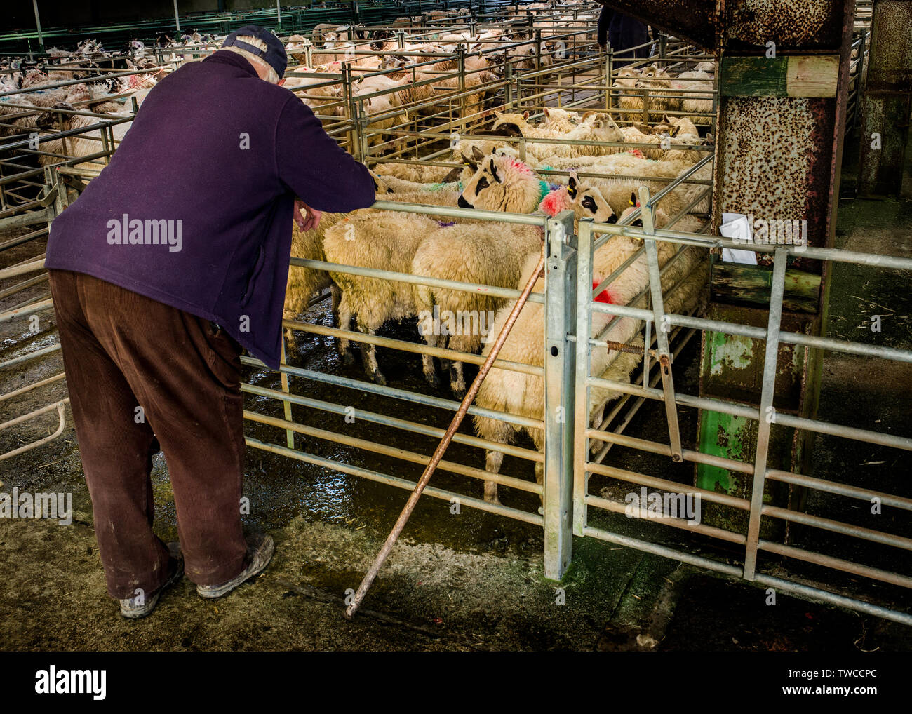 Hallworthy Stockyard, Kivells livestock market Cornwall Stock Photo