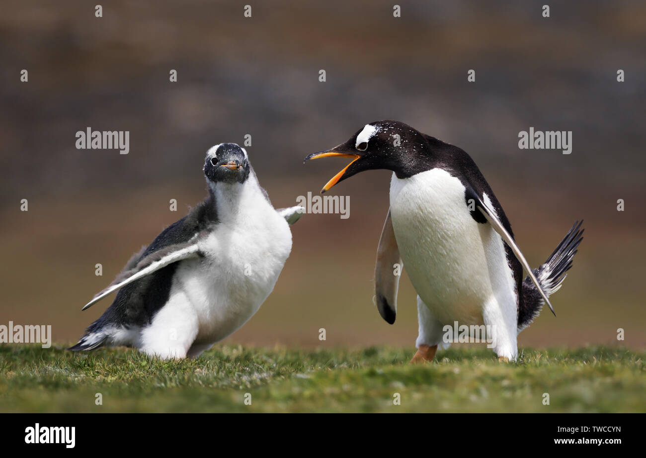 Adult Gentoo penguin annoyed with a chick constantly asking for food, Falkland Islands. Stock Photo