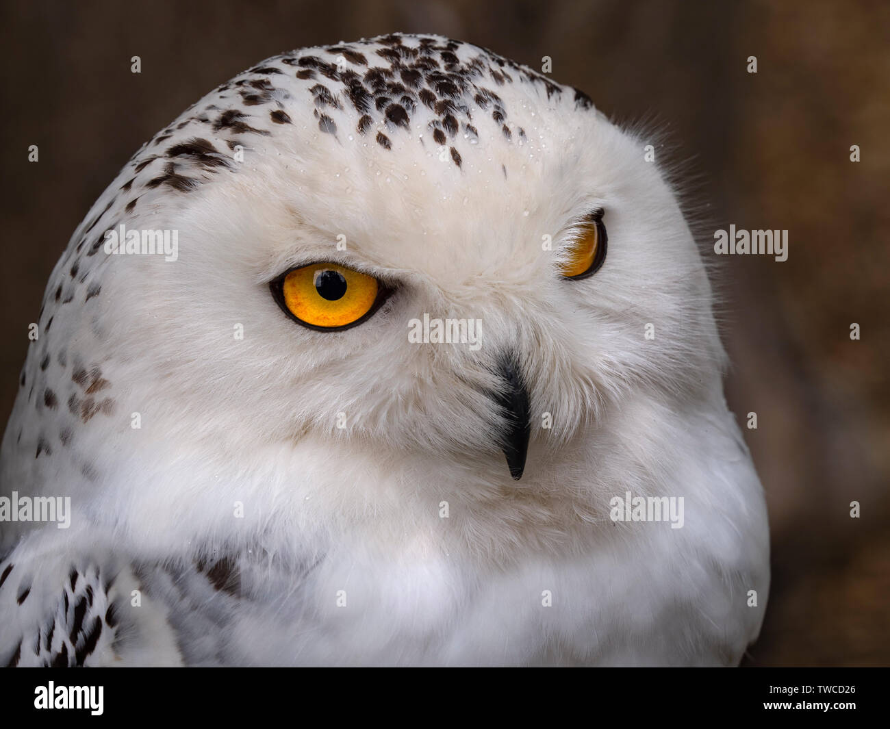 female Snowy owl Bubo scandiacus Captive Stock Photo