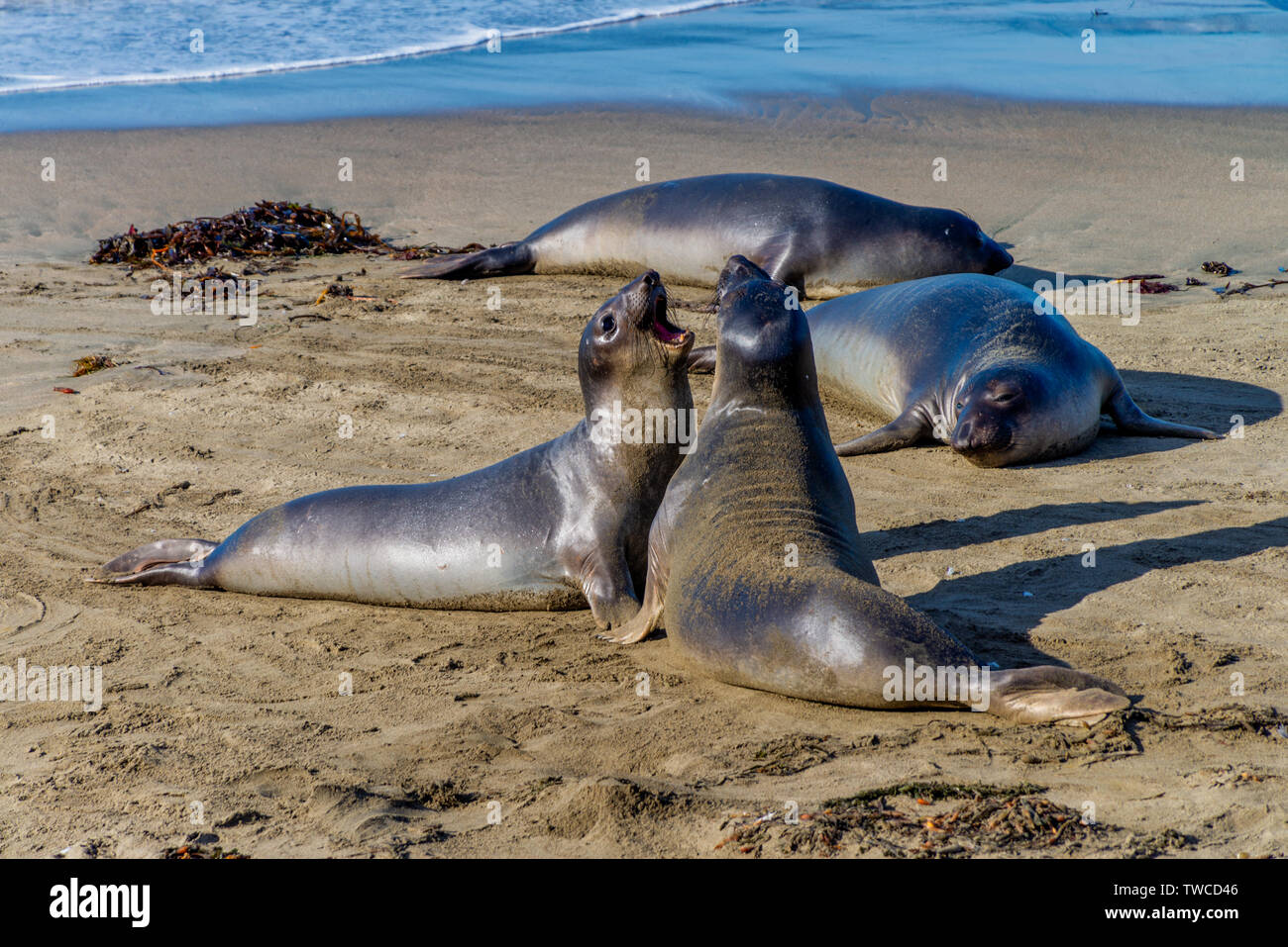 Elephant seals resting on the beach in California Stock Photo - Alamy