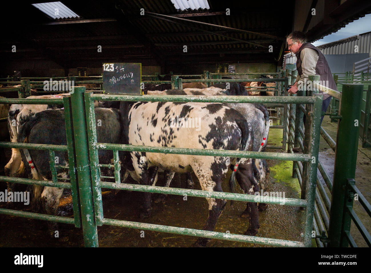 Hallworthy Stockyard, Kivells livestock market Cornwall Stock Photo