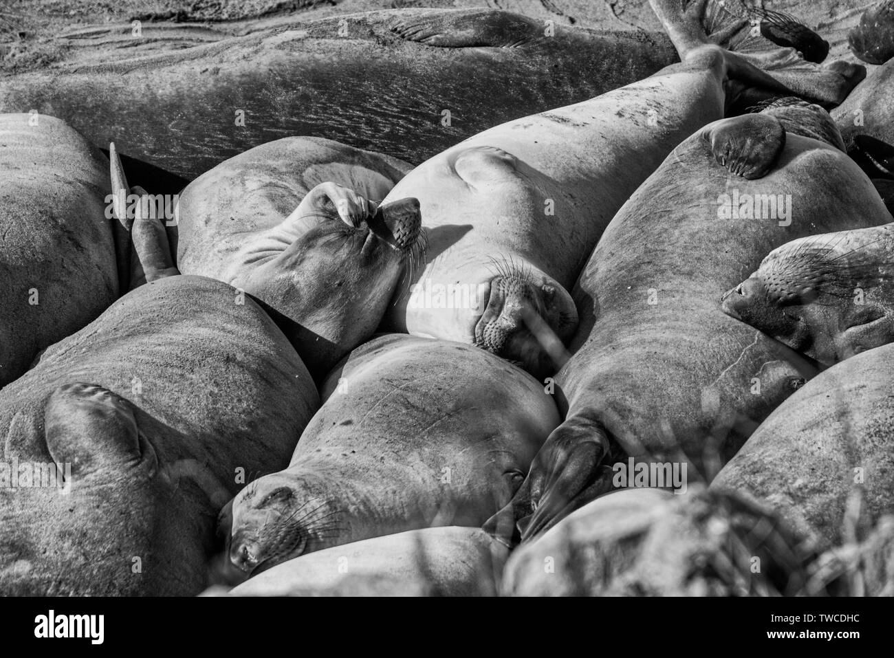 Elephant seals resting on the beach in California Stock Photo - Alamy