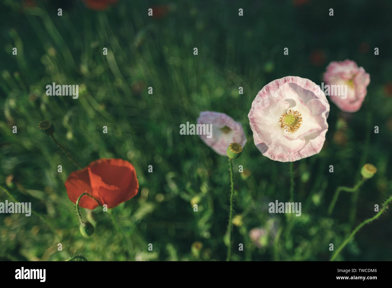 Orientalpoppy hi-res stock photography and images - Alamy