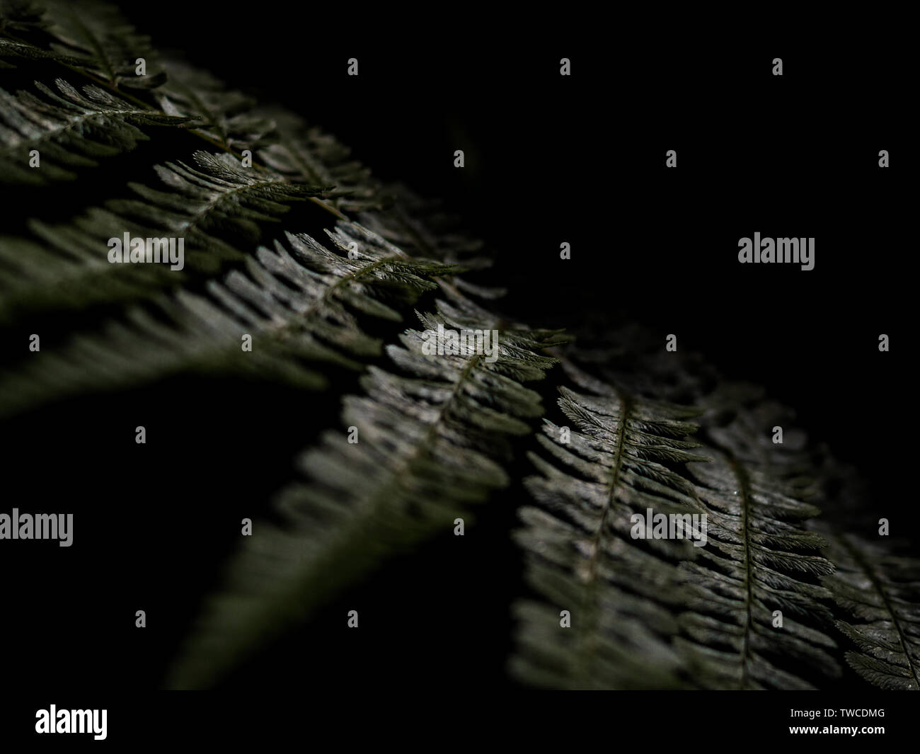 Perfect natural fern. Beautiful background made with young green leaves