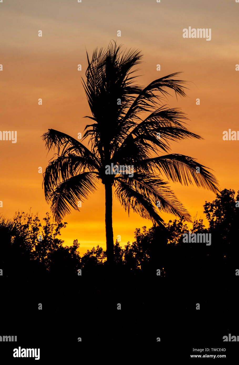 Coconut palm trees on beach hi-res stock photography and images - Alamy