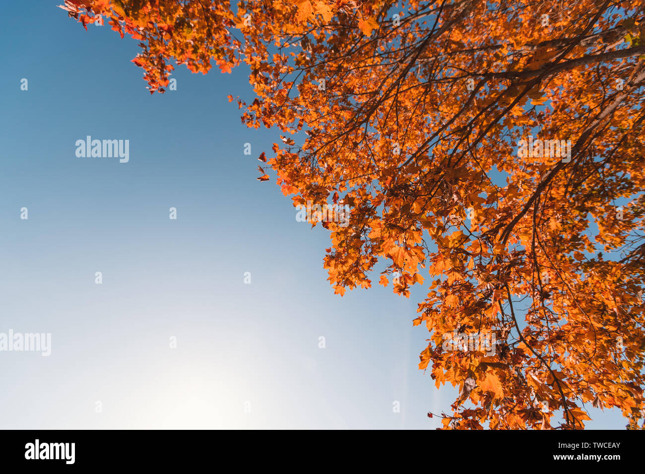 golden maple leaves on a tree in the background of the sun. autumn ...