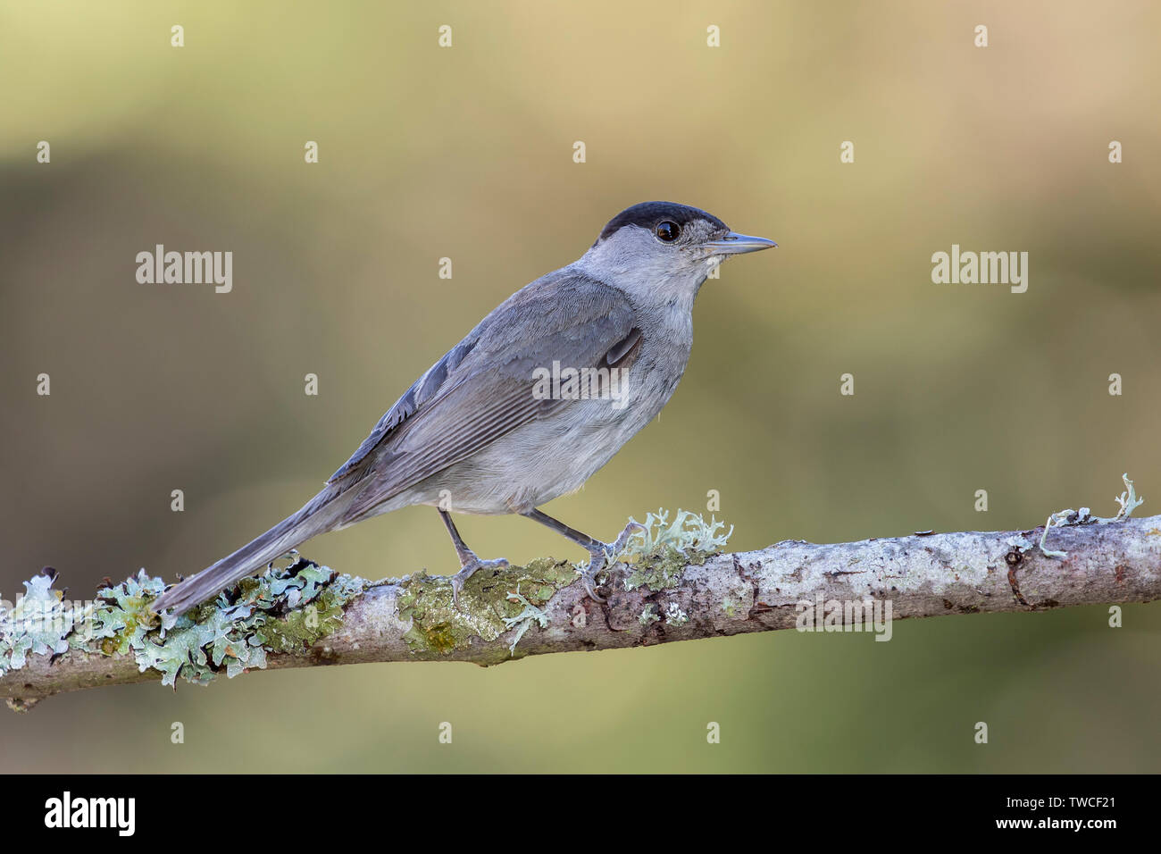 Eurasian Blackcap (Sylvia atricapilla) Male Blackcap perched on a branch in the forest. Spain Stock Photo