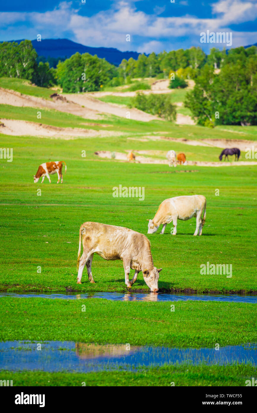 Agriculture farm farm, livestock, lawn, dry meadow, grazing, livestock, mammals, cow farm, landscape, rural no one in nature, grassland, animal husbandry, farmland, rural area summer cattle herd cattle cattle cattle Stock Photo