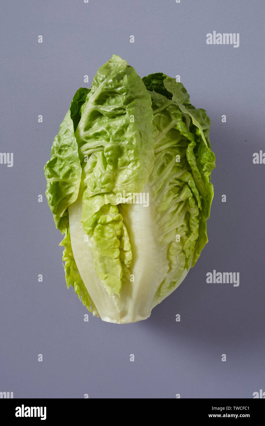 Whole fresh raw head of Chinese cabbage or Napa Cabbage with crinkly green leaves over a grey background in a healthy diet and produce concept Stock Photo
