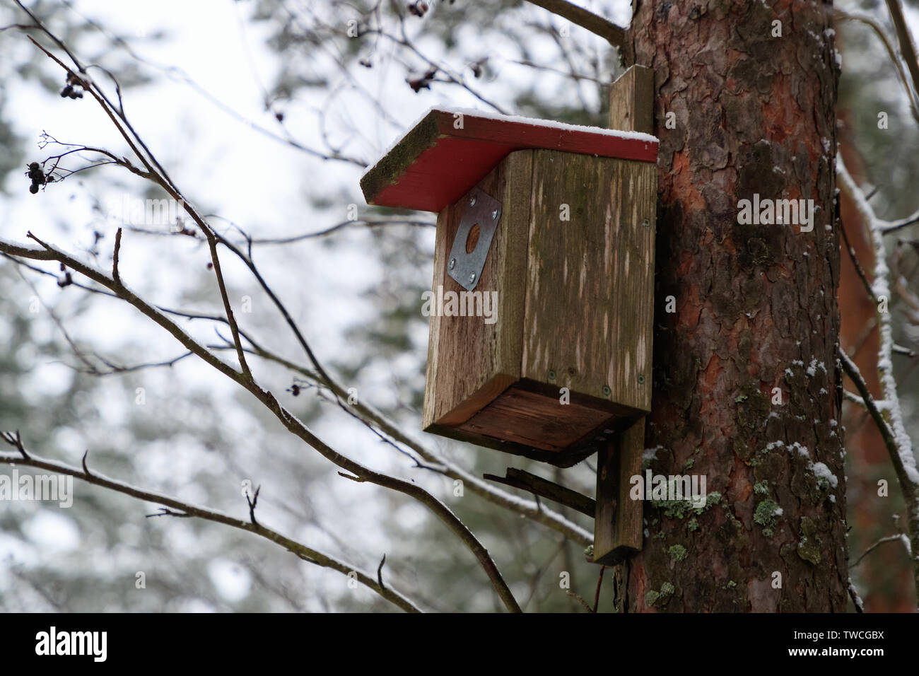 birdhouse on a tree in the forest Stock Photo