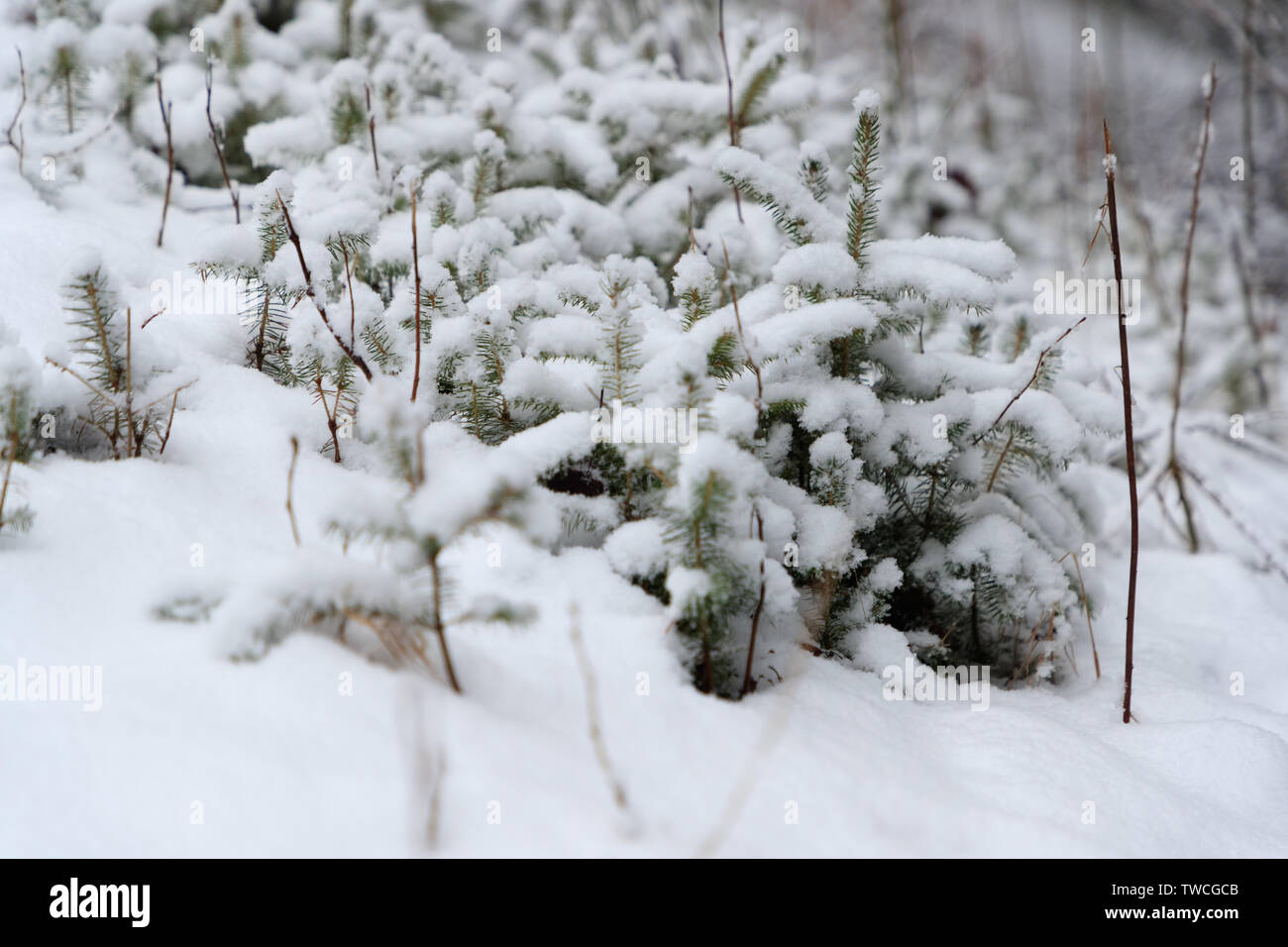 small pines under the snow Stock Photo - Alamy