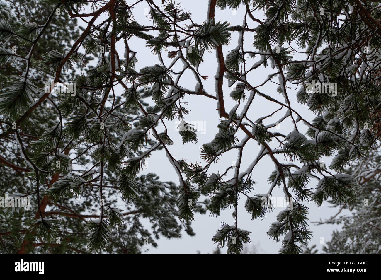 Snow on the pine branches Stock Photo - Alamy