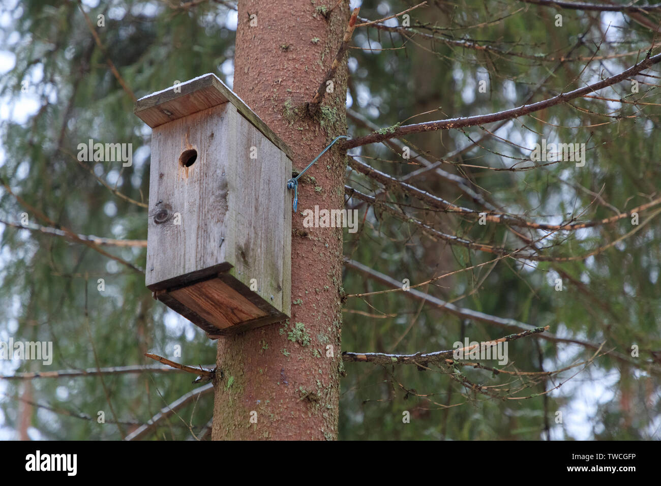 birdhouse on a tree in the forest Stock Photo