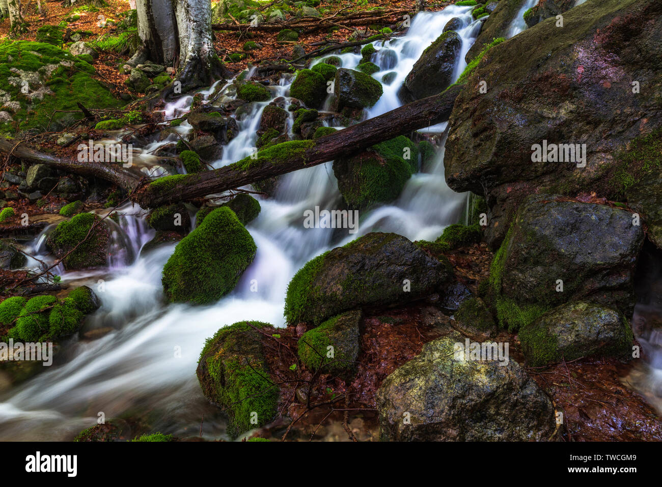 Mountain river flowing through the green forest Stock Photo