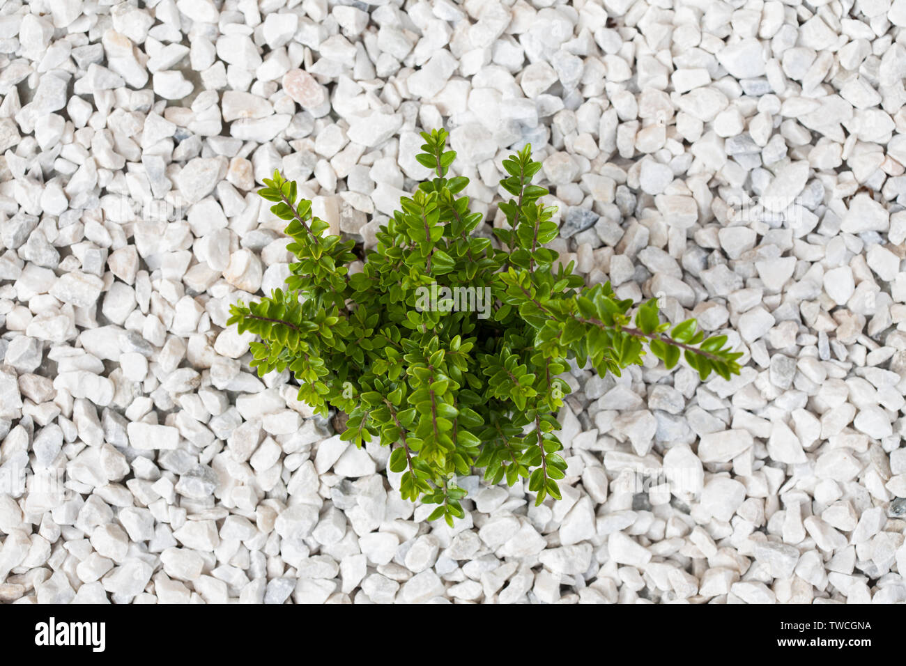 Small green bush on the white stones. Photo tooken up to down. Stock Photo