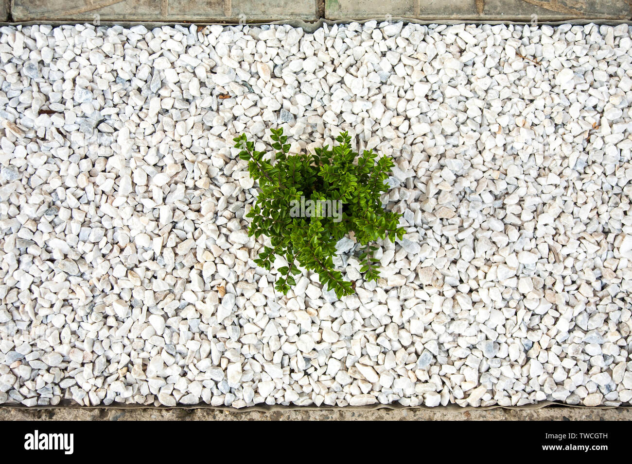 Small green bush on the white stones. Photo tooken up to down. Stock Photo