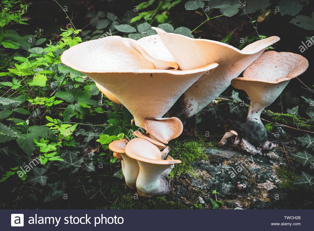 Oyster Mushrooms Uk Stock Photos & Oyster Mushrooms Uk Stock Images Alamy