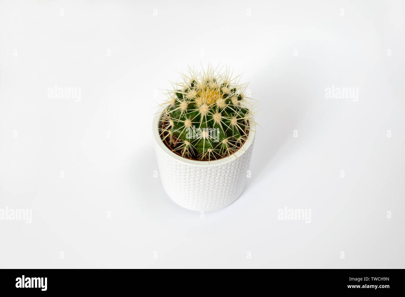 Golden barrel cactus with yellow spikes in white pot isolated on white background. Minimalistic concept Stock Photo