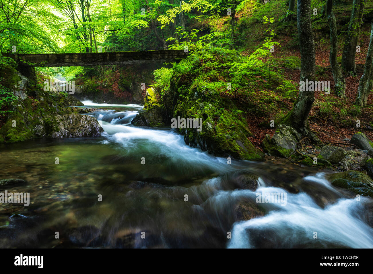 River flowing through forest bridge hi-res stock photography and images ...