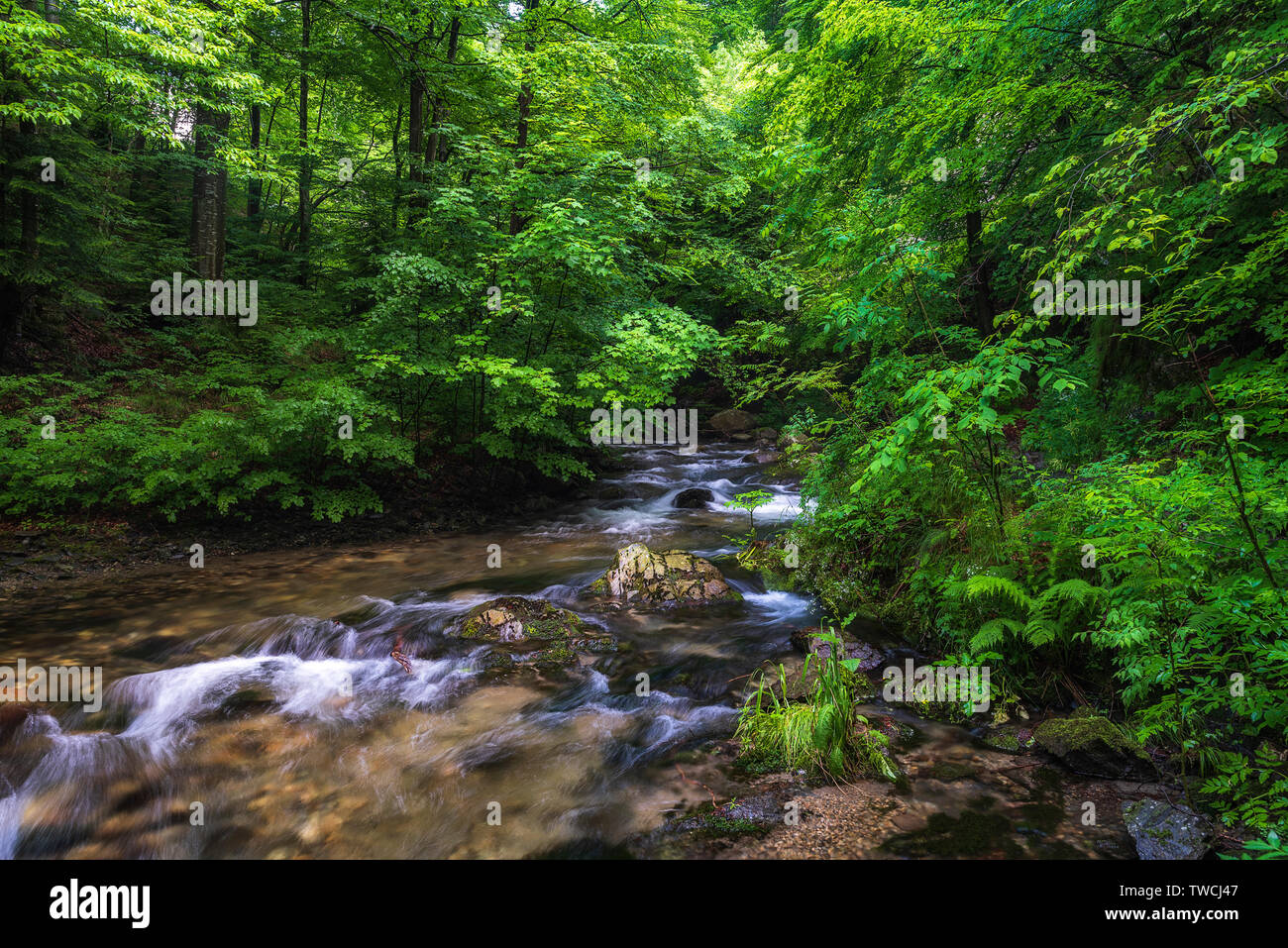 Mountain river flowing through the green forest Stock Photo - Alamy